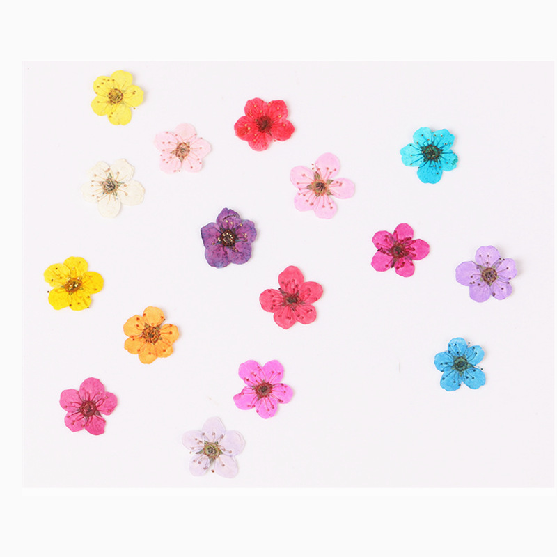 Resin Art Baby - 60pcs Mini Pressed Dried Narcissus Jonquilla