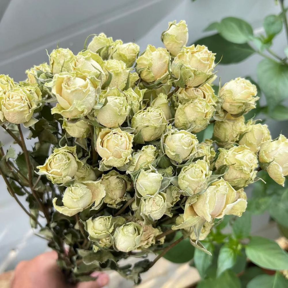 Real Preserved Roses Dried Flo - Resin Art Rose 评论和价格