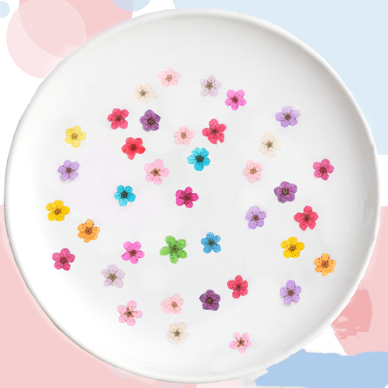 60pcs Mini Pressed Dried Narci - Resin Art Baby 评论和价格