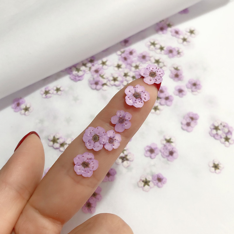 60pcs Mini Pressed Dried Narci - Resin Art Baby 评论和价格
