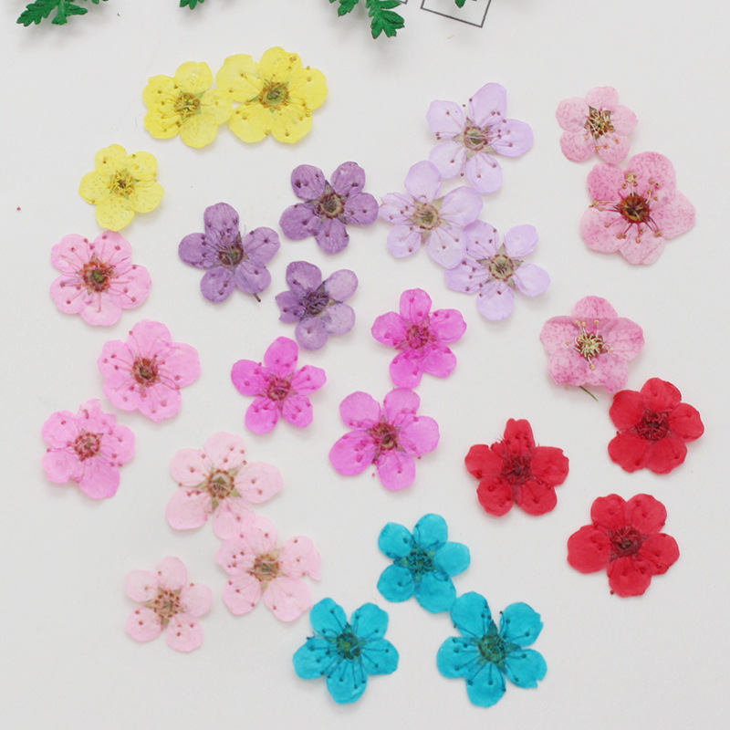 60pcs Mini Pressed Dried Narci - Resin Art Baby 评论和价格