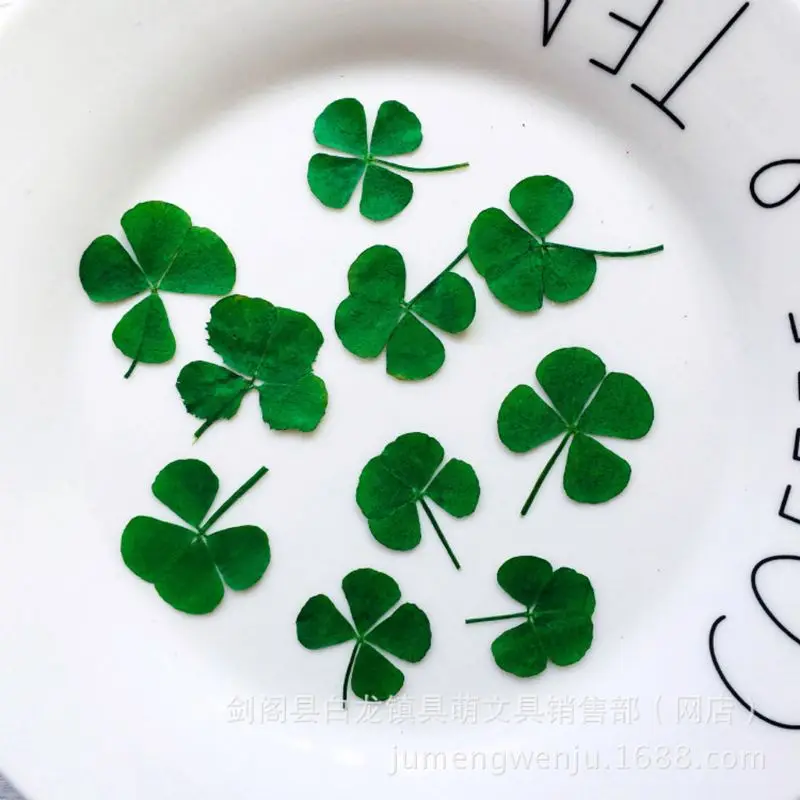 12Pcs Lucky Dried Leaf Clover  - Resin Art Baby 评论和价格